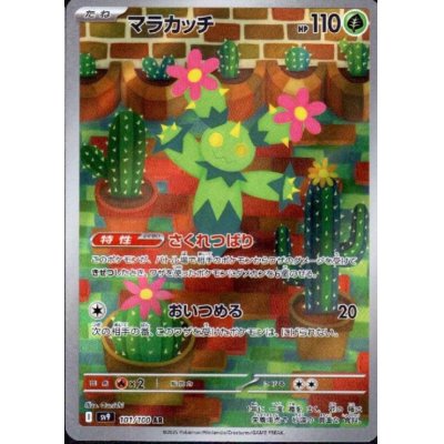 画像1: マラカッチ(101/100 AR)