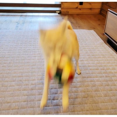 画像1: 2025/03/03