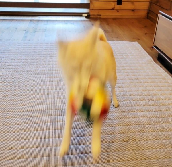 画像1: 2025/03/03 (1)