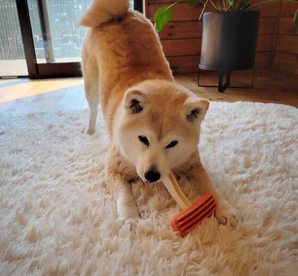 画像2: 2025/03/23 (2)