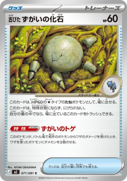 画像1: 古びたずがいの化石 (1)