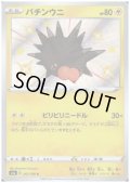 バチンウニ(242/190 S)