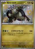 モトトカゲ(303/190 S)