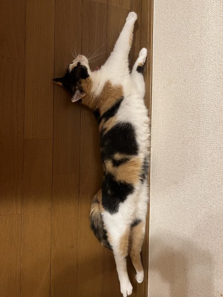 画像1: 2025/03/05 (1)